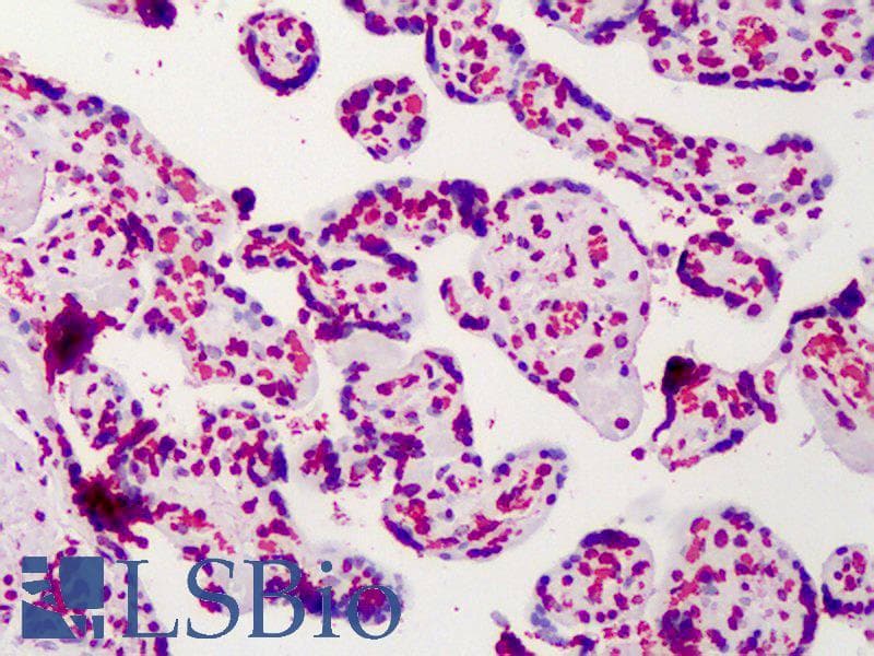 PathPlus™ Monoclonal Mouse anti-Human BRCA1 Antibody (clone 8F7, aa341-748, IHC, WB)