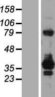 RELL2 Protein (Over-Expression Lysate Myc-DDK (Flag))