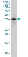 CYTH2 / Cytohesin 2 Antibody (clone 6H5)