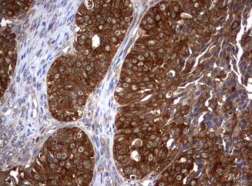 VBP1 Antibody (clone UMAB75)