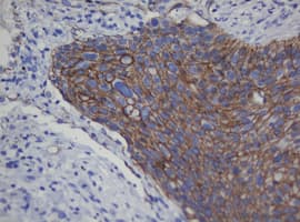 CDH1 / E Cadherin Antibody (clone OTI1G1, Carrier-free)