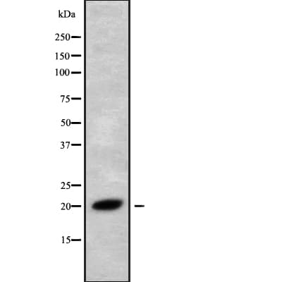 RMA1 / RNF5 Antibody