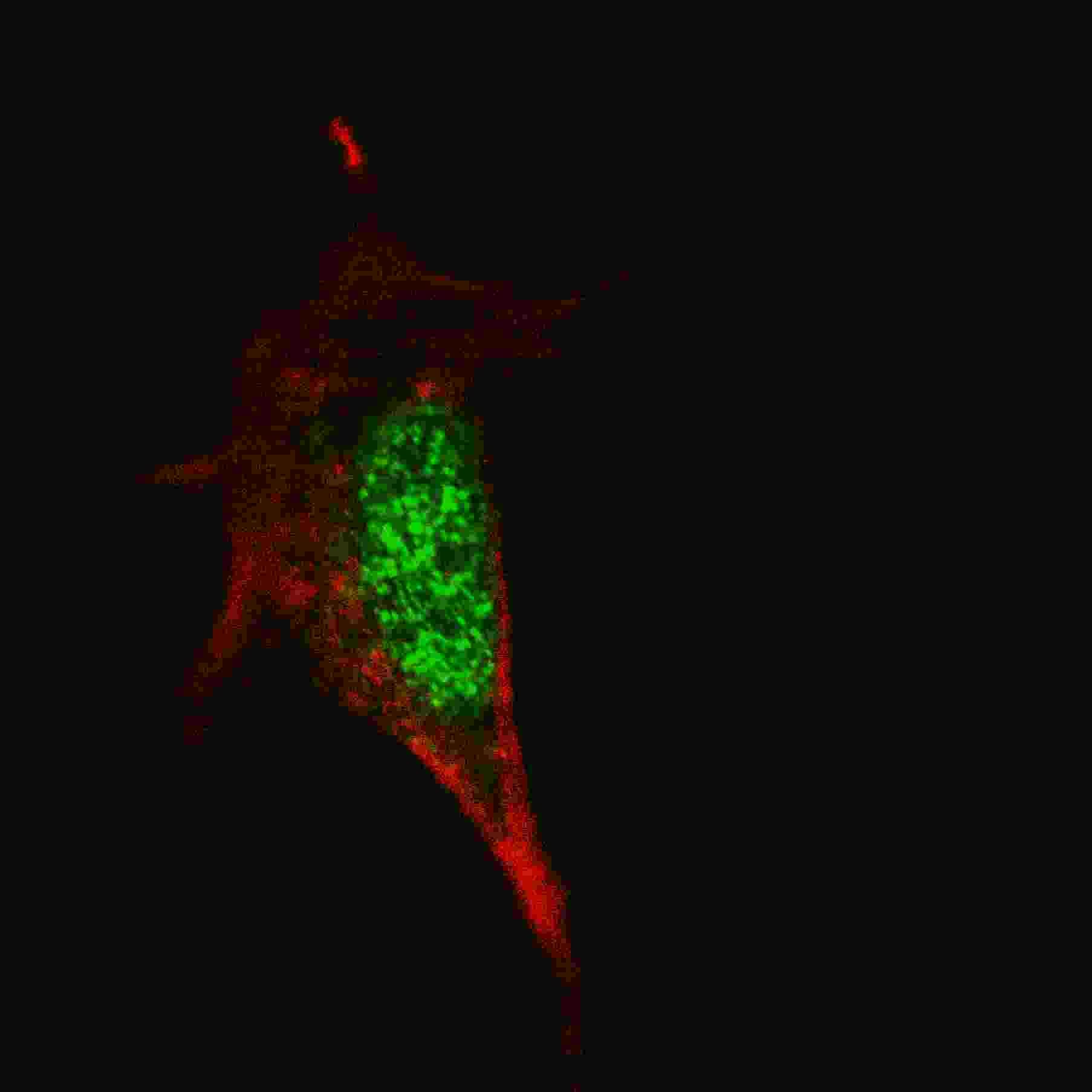 SOX2 Antibody (clone 57CT23.3.4)
