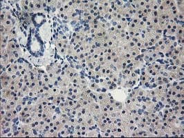 EIF4E Antibody (clone OTI6C3)