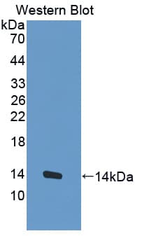 MUC3B Antibody (aa836-931, FITC)