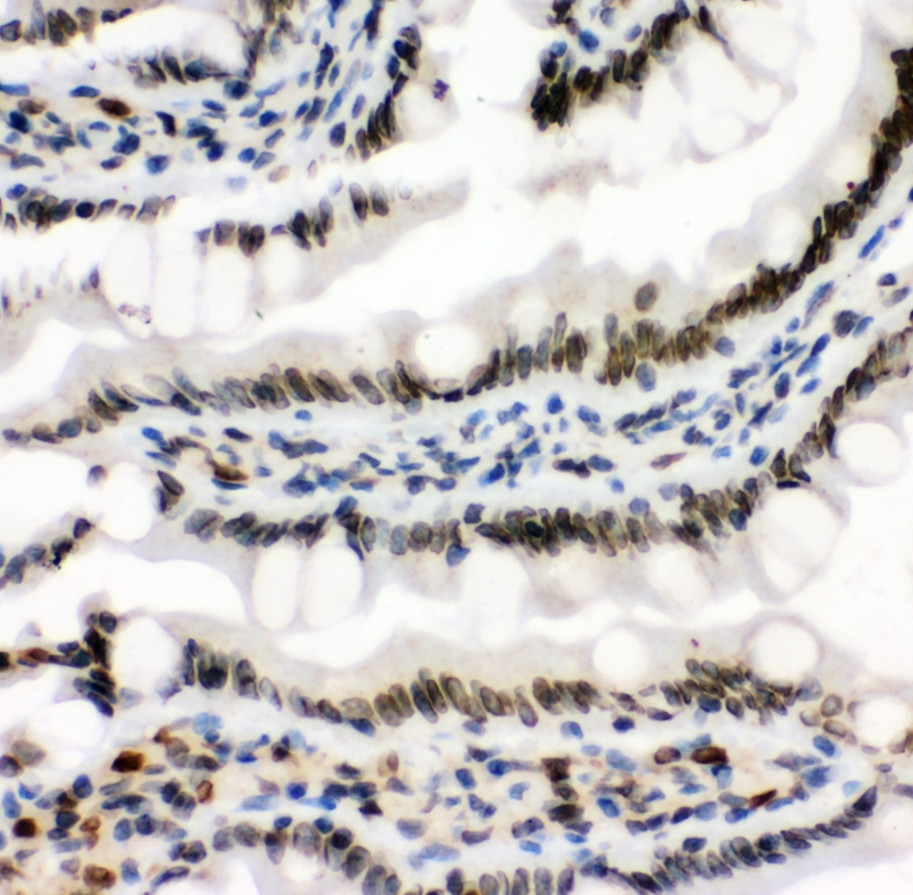 MAD1L1 / MAD1 Antibody (aa362-632)