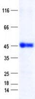 Human ZNF696 Protein (Recombinant His, N-Terminal)