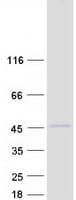Human CCNI / Cyclin I Protein (Recombinant Myc-DDK (Flag))