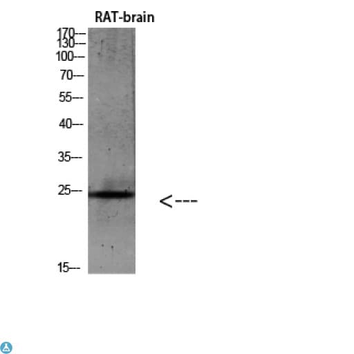 IL19 Antibody