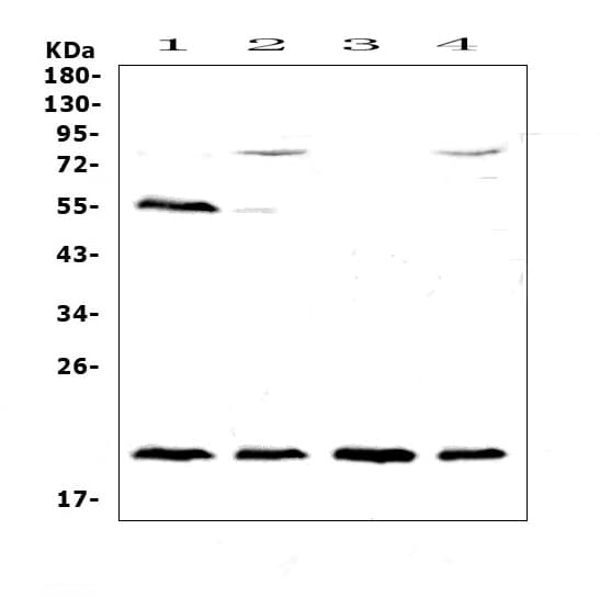 Polyclonal Rabbit anti-Mouse cd59a Antibody (IHC, WB)