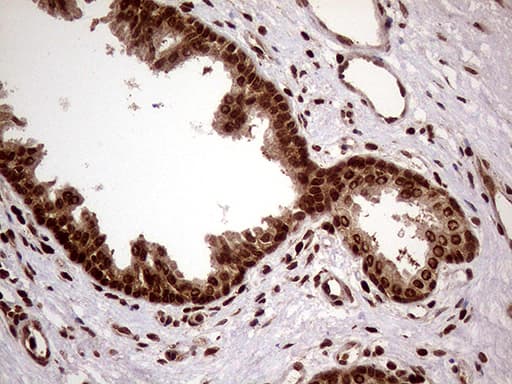 DDX19A Antibody (clone OTI3C12)