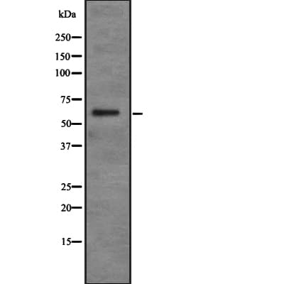 PDP2 Antibody