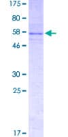 Human ACKR3 / CXCR7 Protein (Recombinant GST)