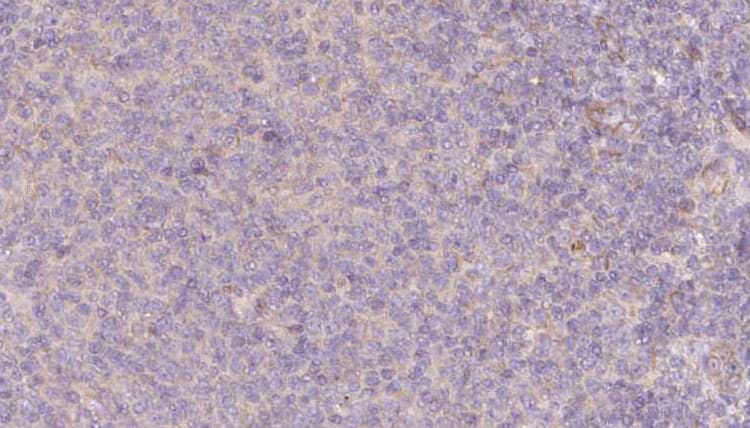 SRP9 Antibody