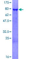 Human ESRRG / ERR Gamma Protein (Recombinant GST)