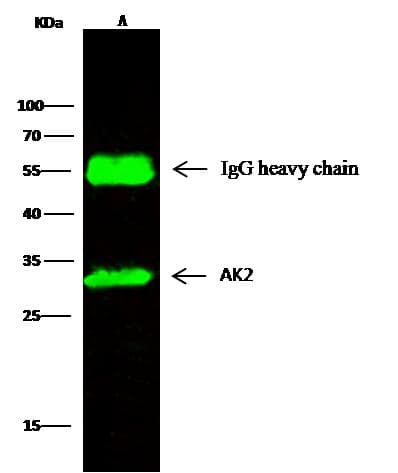 AK2 / Adenylate Kinase 2 Antibody (Preservative Free)