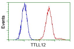 KIAA0153 / TTLL12 Antibody (clone OTI7F11)