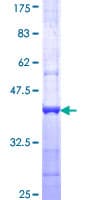 Human CATSPER3 Protein (Recombinant GST, N-terminus)