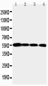 MMP24 Antibody (aa208-225)