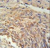 EBPL Antibody (aa177-206)