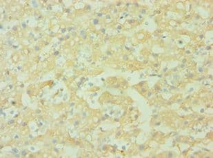 CD38 Antibody (aa46-300)