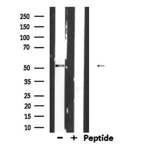 MECP2 Antibody