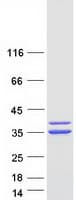 Human CASP7 / Caspase 7 Protein (Recombinant Myc-DDK (Flag))
