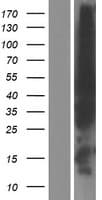 EVL Protein (Over-Expression Lysate Myc-DDK (Flag))