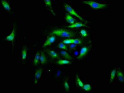 Polyclonal Rabbit anti-Human FGFRL1 Antibody (IHC, IF)