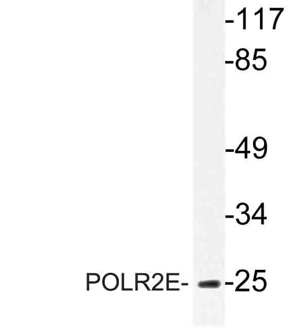 POLR2E Antibody (Leu58)