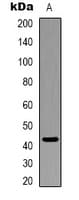 ACTB / Beta Actin Antibody