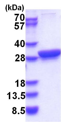 Human YWHAQ / 14-3-3 Theta Protein (Recombinant)