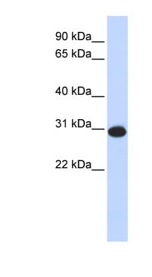 CAMLG / CAML Antibody (aa36-85)