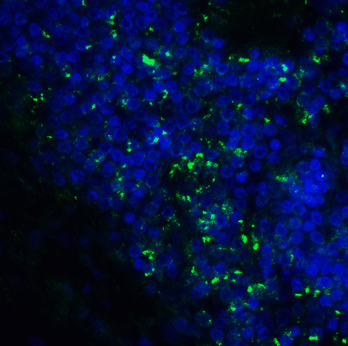 CD276 / B7-H3 Antibody (clone 7B3)