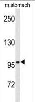 Polyclonal Rabbit anti-Human EPHB3 / EPH Receptor B3 Antibody (WB)