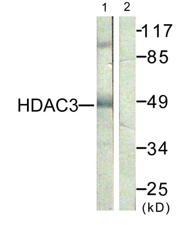 Polyclonal Rabbit anti-Human HDAC3 Antibody (p424, IHC, IF, WB)