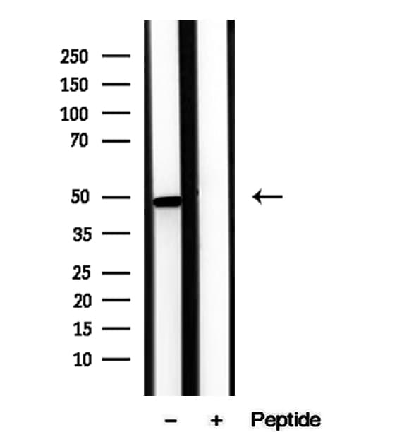 VIPERIN / RSAD2 Antibody