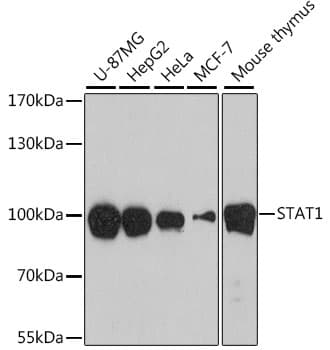 STAT1 Antibody