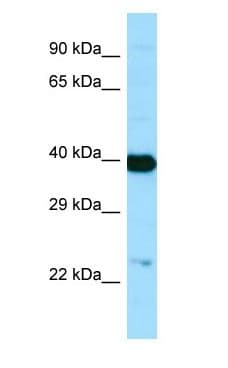 NANS Antibody (C-Terminus)