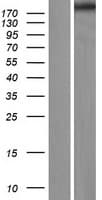 RELN / Reelin Protein (Over-Expression Lysate Myc-DDK (Flag))