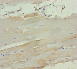 MYL3 Antibody
