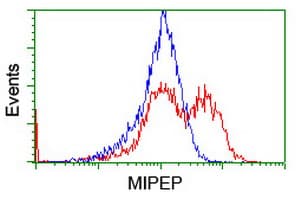 MIPEP Antibody (aa174-516, clone OTI3F8, Carrier-free)