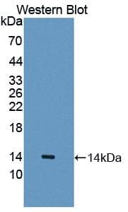 CDw218a / IL18R1 Antibody (aa147-255)