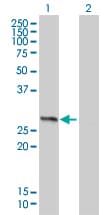 HMG1 / HMGB1 Antibody (clone 1E6-E10)