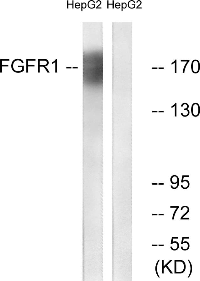 FGFR1 / FGF Receptor 1 Antibody (aa736-785)