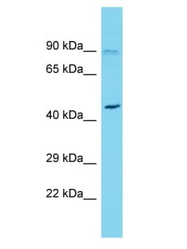 FAM73A Antibody (aa131-180)