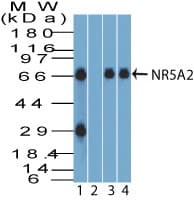 NR5A2 / LRH-1 Antibody (aa140-190)
