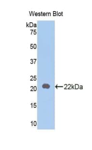 IL18 Antibody (aa37-194, Cy3)