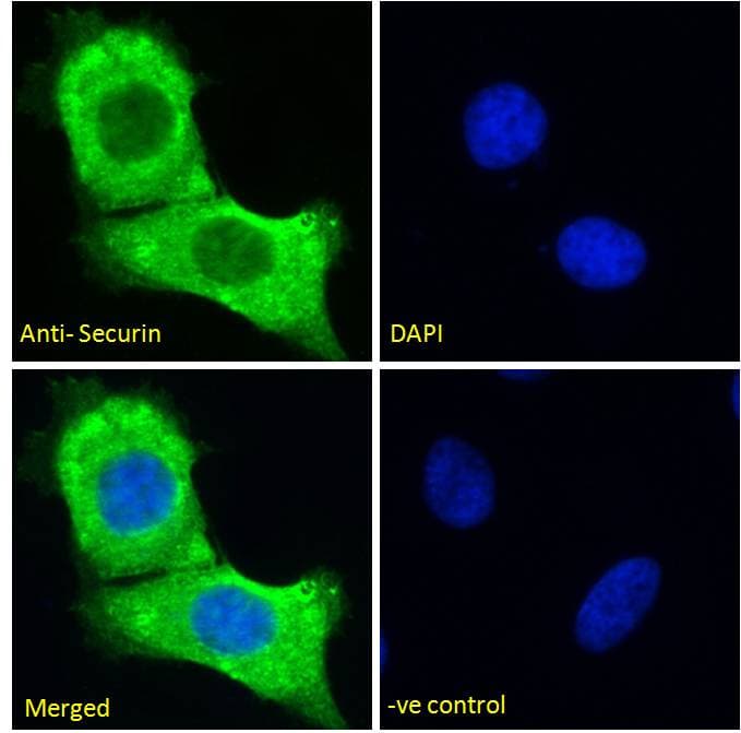 IHC-plus™ Securin / PTTG1 Antibody (aa148-160)