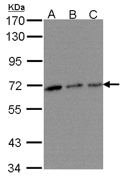 TROVE2 Antibody (aa178-459)